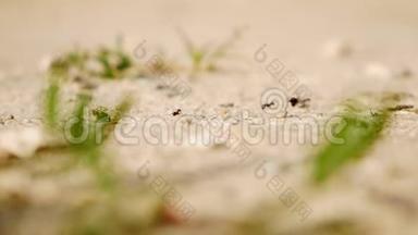蚂蚁在工作，沿着满是石头和植被的小径运送食物